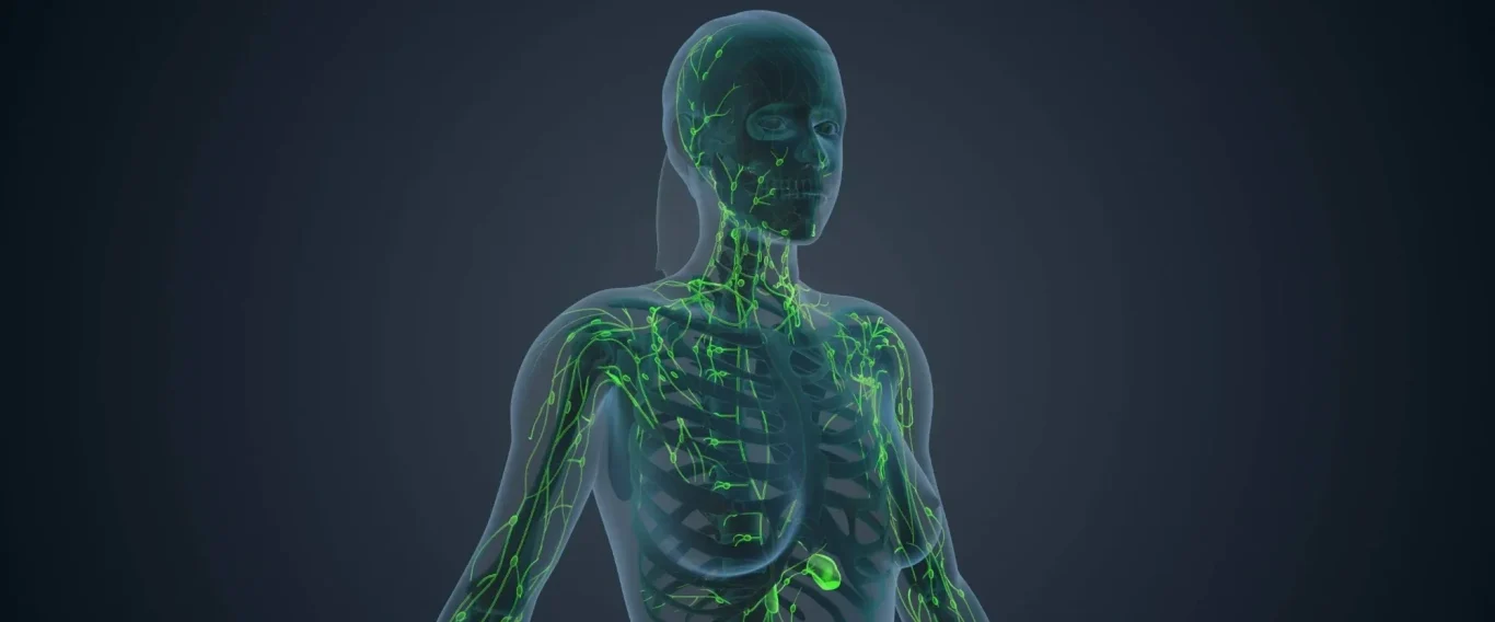 Skelett- und Organsystem einer menschlichen Figur in einer digitalen Darstellung.