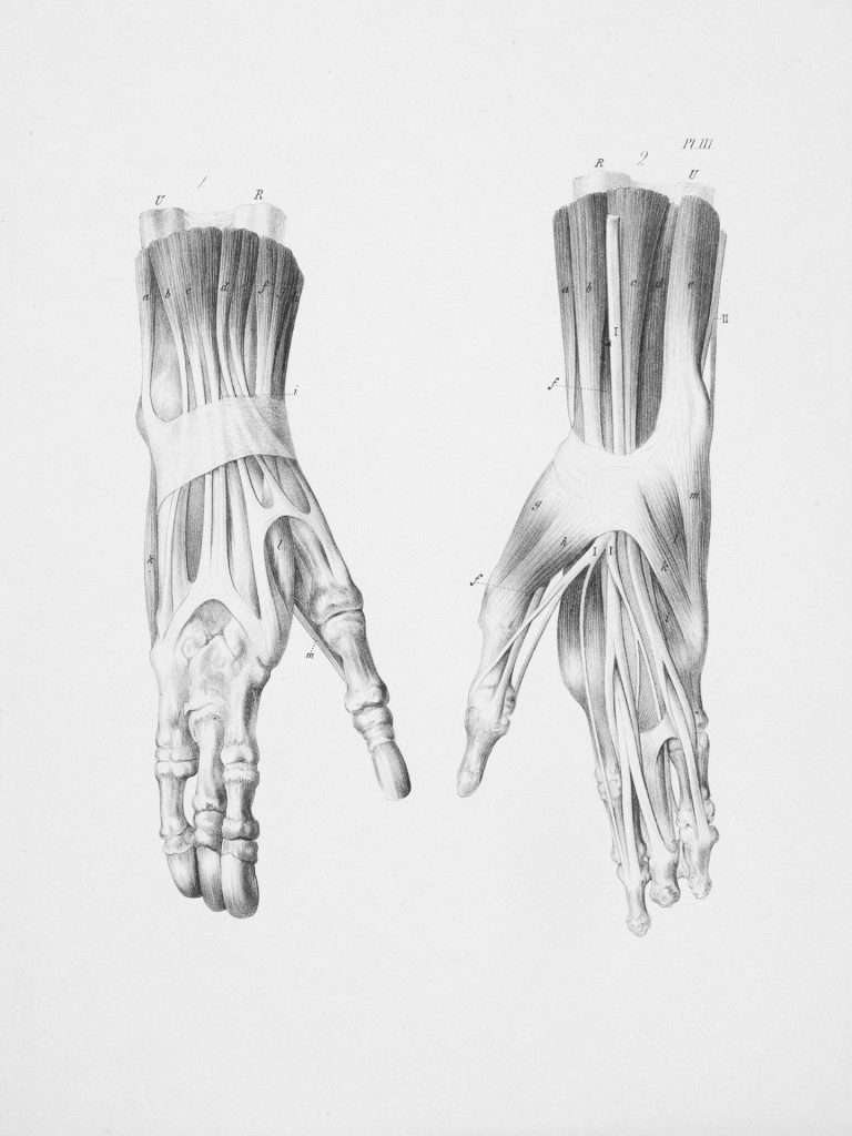 Anatomische Zeichnung von zwei menschlichen Händen und Unterarmen.